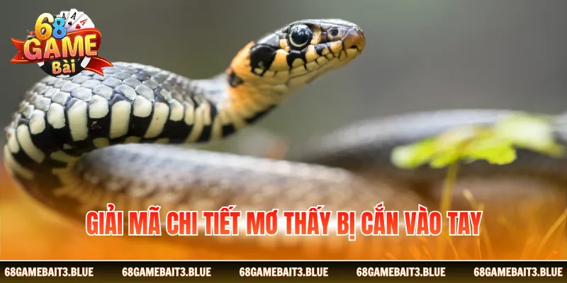 Giải mã chi tiết mơ thấy bị cắn vào tay